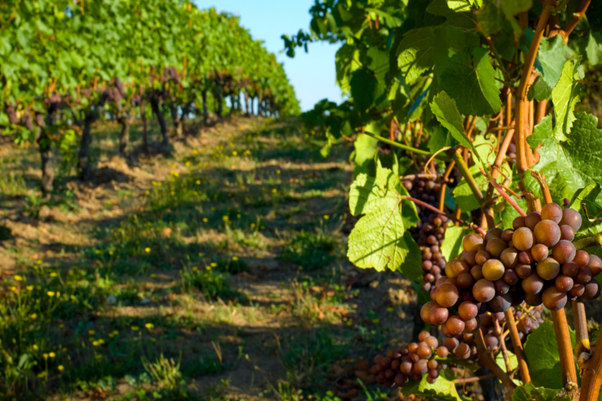 Enoturismo en Valladolid y Palencia